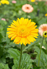 Yellow gerbera flower.
