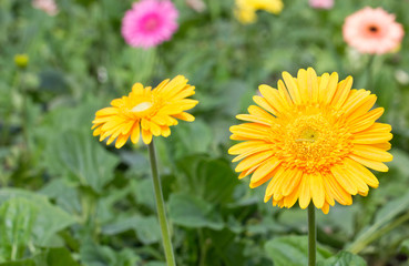Yellow gerbera flower.