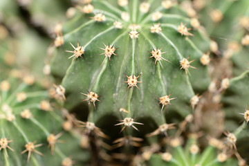 Cactus spikes