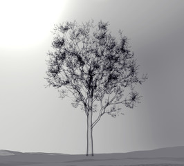 x-ray image of a tree isolated on grey
