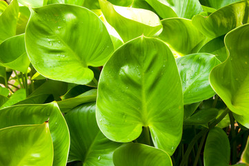 heart leaf philodendron