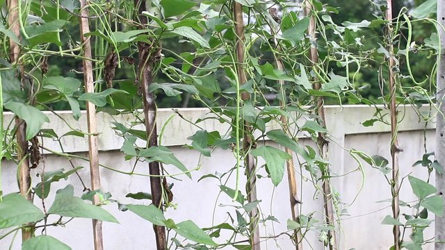 Yardlong bean (Vigna unguiculata ssp. sesquipedalis). The crisp, tender pods are eaten both fresh and cooked.