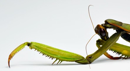 mantide religiosa