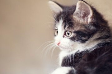 portrait of a little playful kitten