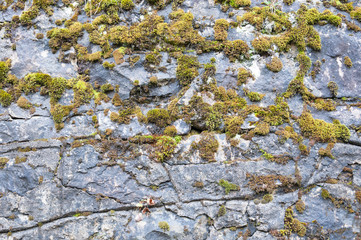 Green moss on old stone wall