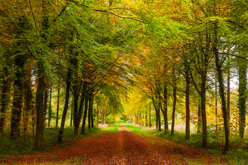 Autumn Avenue of Trees