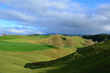 Paysage vert de Nouvelle-zélande 