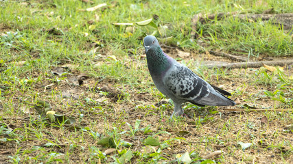 Pigeon in The park, Thailand