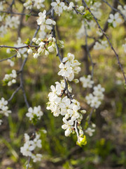 Obraz premium Весна цветет