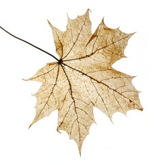 Decaying acer leaf on white background