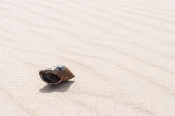 Nahaufnahme einer Wellhornschnecke Buccinum undatum am Strand
