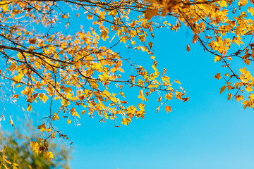 Obraz premium Wallpaper, background, yellow autumn leaves on the tree and on the grass