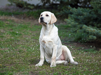 Beautiful young Labrador dog on green lawn