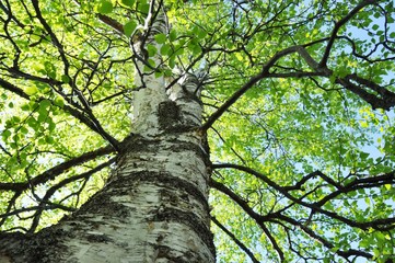 Obraz premium Look up the stem of the intensely green birch