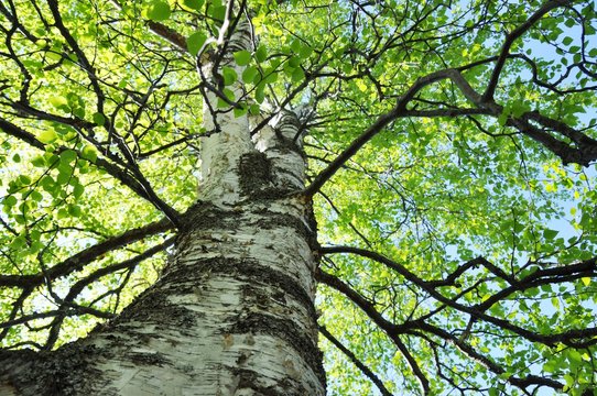 Look up the stem of the intensely green birch