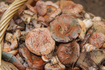 Saffron milk cap and red pine mushroom (Lactarius deliciosus)