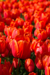 Colorful Tulip garden