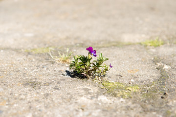 lone flower Viola growing out of the cleft