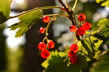 red currant berries bunch on a bush in the summer sunlight