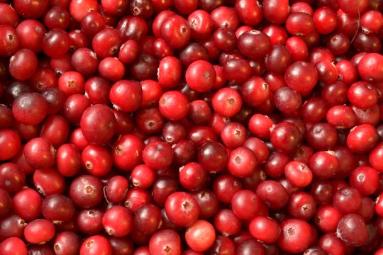 colorful red cranberries background close up lying on the surface