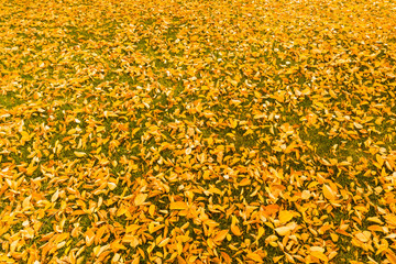 Yellow birch tree leaves on the ground