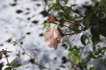 rose on the white snow