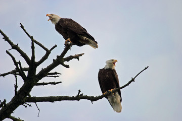 Two American Bald Eagles In A Tree