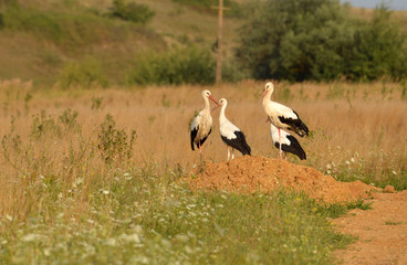 Group of storks on the meadows
