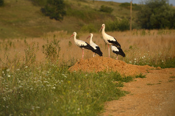 Group of storks on the meadows
