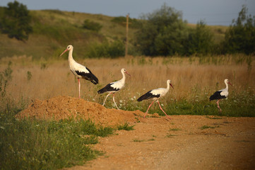 Obraz na płótnie Canvas Group of storks on the meadows 