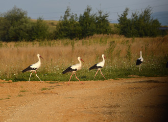 Group of storks on the meadows
