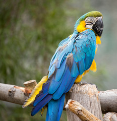 Blue and Gold Macaw (Ara ararauna)