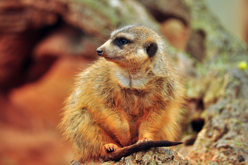 Meerkat covered in red dirt from digging in burrow