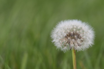 Pusteblume