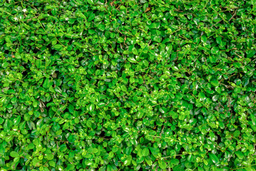 Green plants background