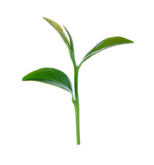 Green tea leaf isolated on white background