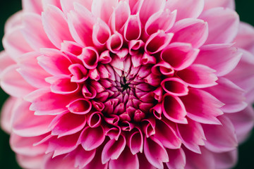 Close up of pink dahlia flower