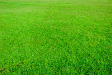 Grass field texture