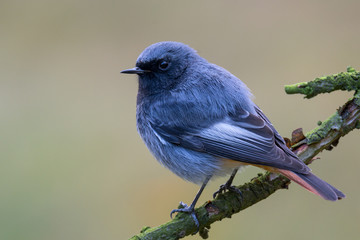 Black redstart - Phoenicurus ochruros
