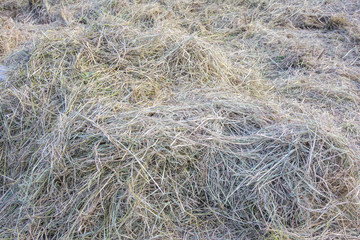 Fototapeta na wymiar hay dry grass background