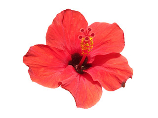 Red hibiscus on a white background 