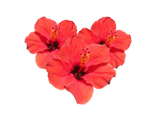 Red hibiscus on a white background 