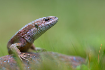 The common wall lizard - Podarcis muralis