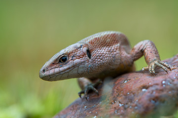 The common wall lizard - Podarcis muralis