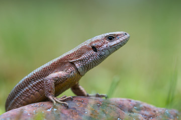 The common wall lizard - Podarcis muralis