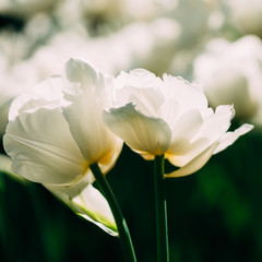Obraz na płótnie Canvas White Double Late Tulips Flowers In Spring Garden Flower Bed