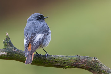 Black redstart - Phoenicurus ochruros