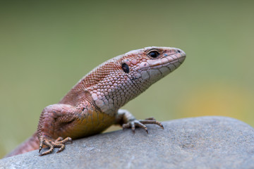 The common wall lizard - Podarcis muralis