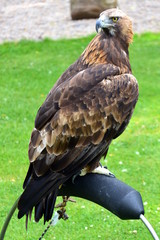 Golden Eagle at a Birds of Prey centre