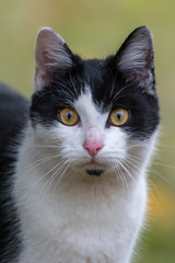 domestic cat - Felis catus